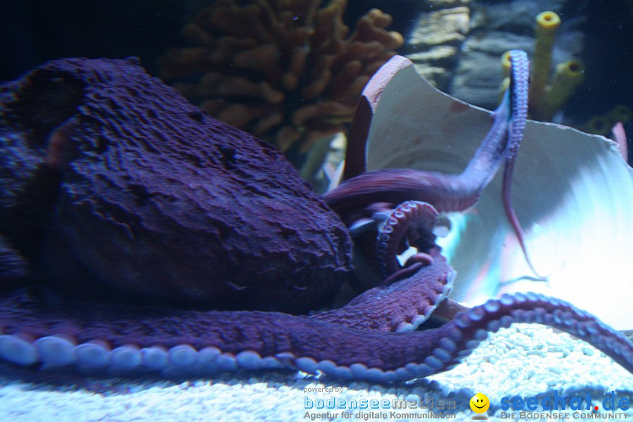 SEA LIFE - Meeresaquarium in Konstanz am Bodensee, 31.07.2011