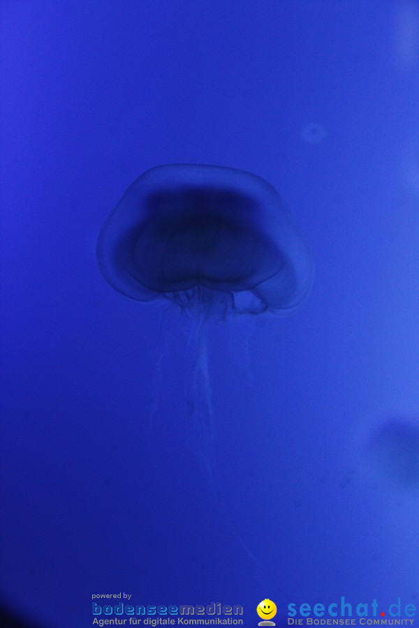 SEA LIFE - Meeresaquarium in Konstanz am Bodensee, 31.07.2011