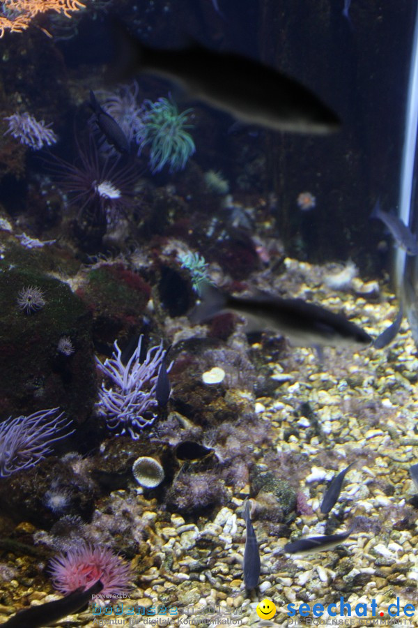 SEA LIFE - Meeresaquarium in Konstanz am Bodensee, 31.07.2011