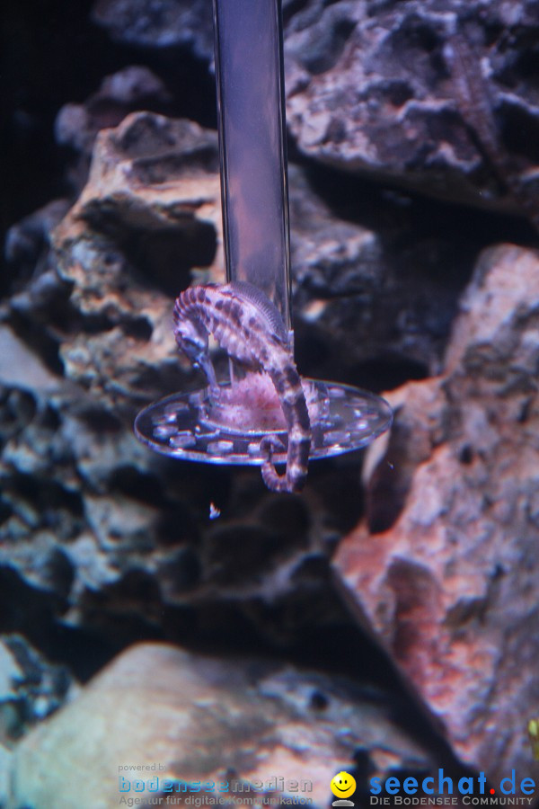 SEA LIFE - Meeresaquarium in Konstanz am Bodensee, 31.07.2011