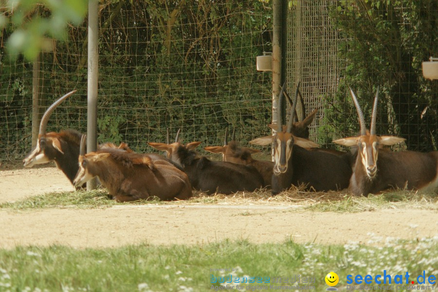 Zoo: Basel, 09.08.2011