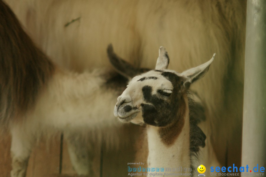 Zoo: Basel, 09.08.2011