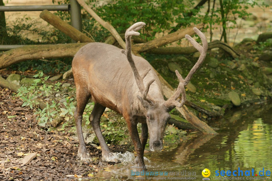 Zoo: Basel, 09.08.2011