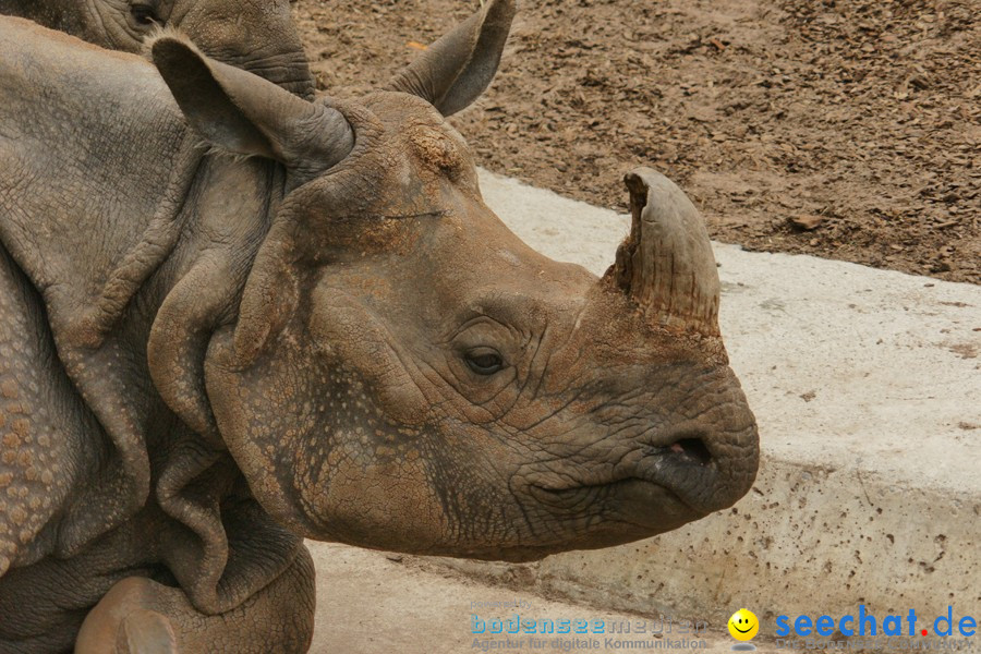 Zoo: Basel, 09.08.2011