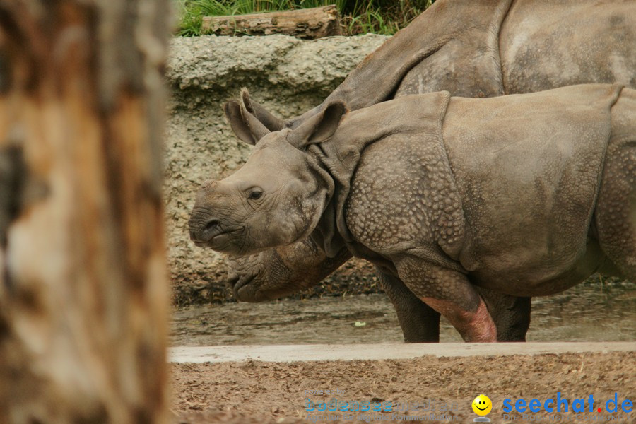 Zoo: Basel, 09.08.2011