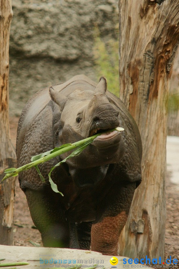Zoo: Basel, 09.08.2011