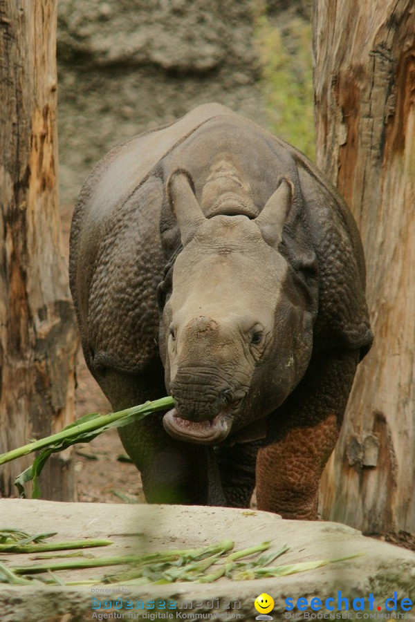Zoo: Basel, 09.08.2011