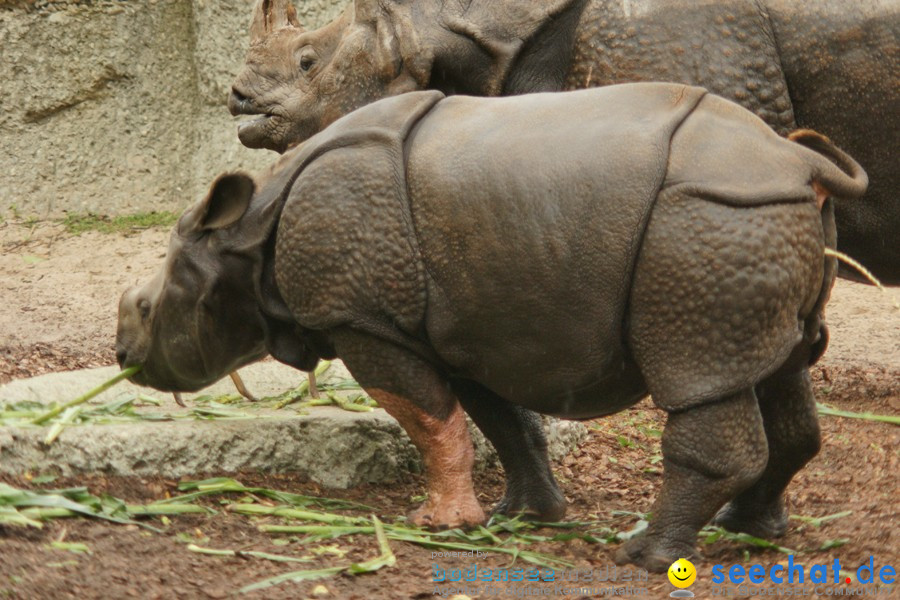 Zoo: Basel, 09.08.2011