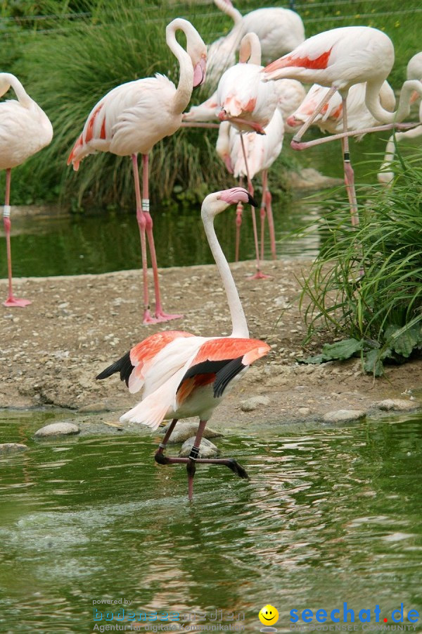 Zoo: Basel, 09.08.2011