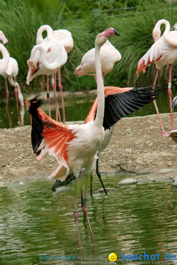 Zoo: Basel, 09.08.2011