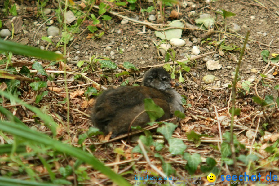 Zoo: Basel, 09.08.2011