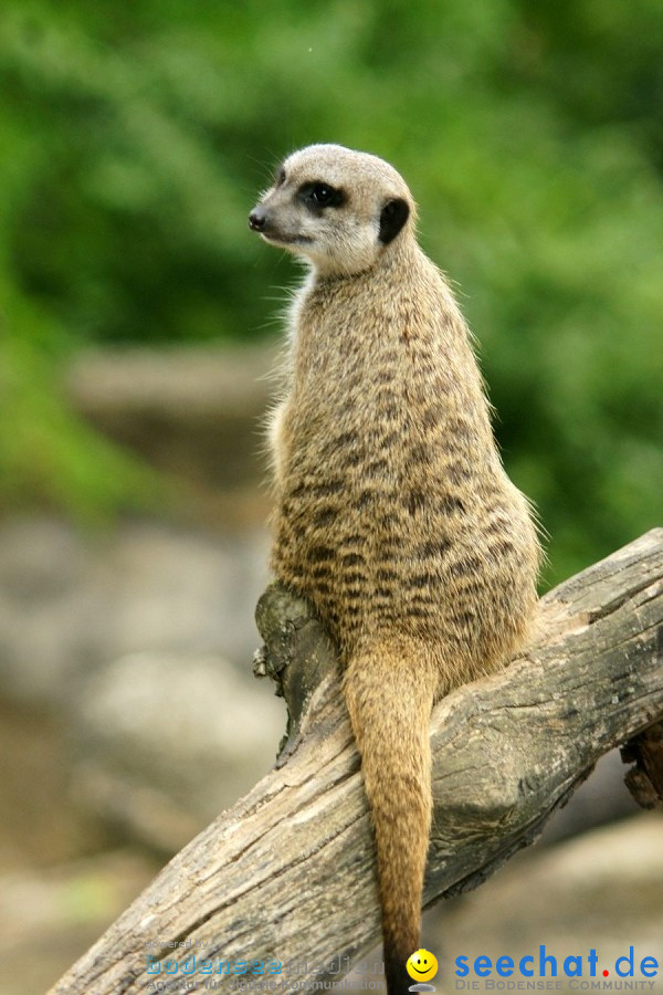 Zoo: Basel, 09.08.2011