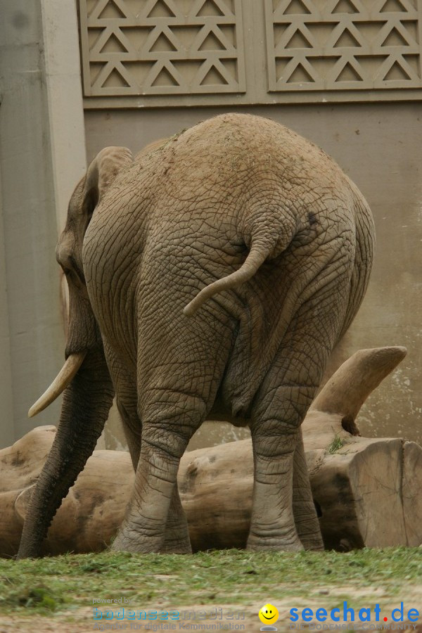 Zoo: Basel, 09.08.2011
