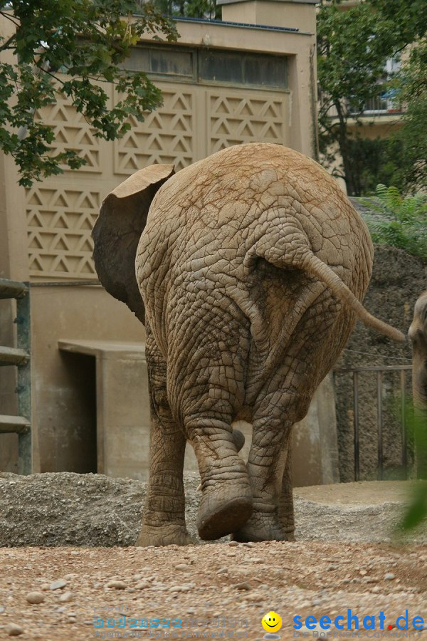 Zoo: Basel, 09.08.2011