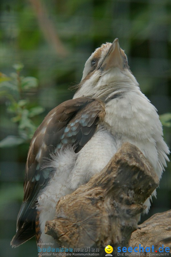 Zoo: Basel, 09.08.2011