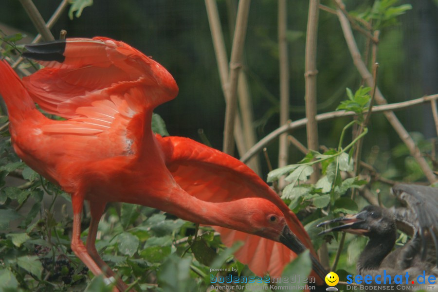 Zoo: Basel, 09.08.2011