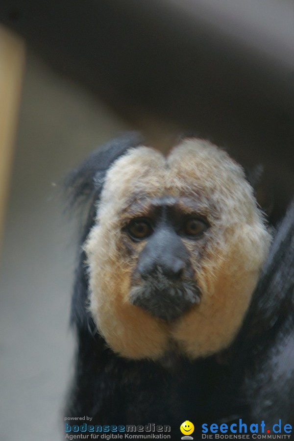 Zoo: Basel, 09.08.2011