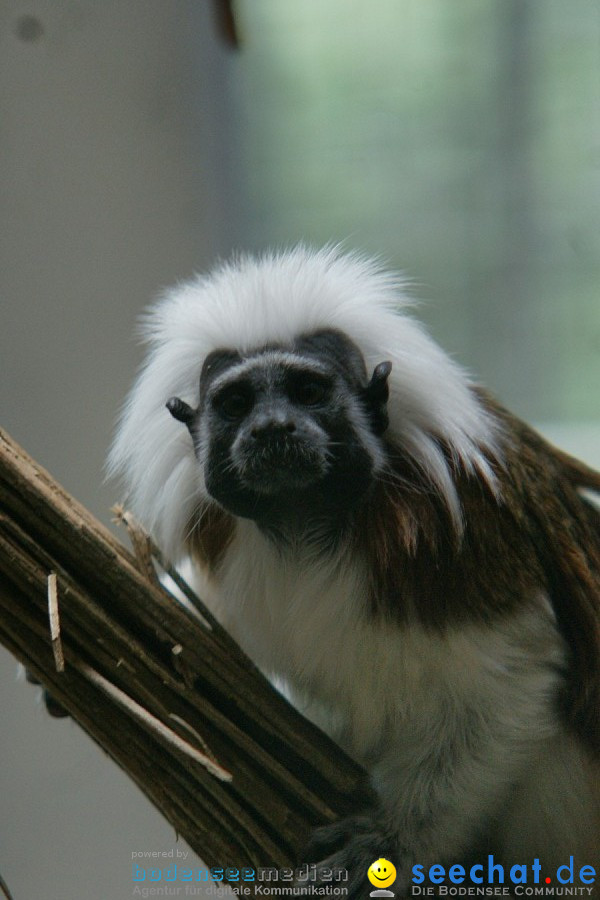 Zoo: Basel, 09.08.2011