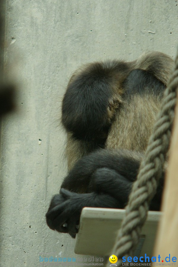 Zoo: Basel, 09.08.2011