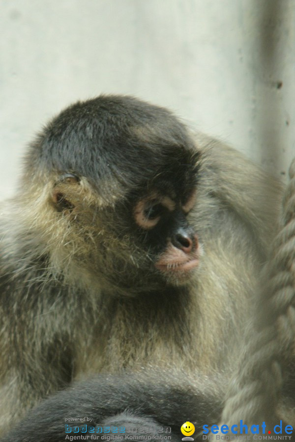Zoo: Basel, 09.08.2011