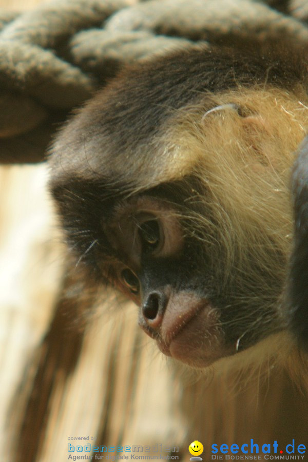 Zoo: Basel, 09.08.2011