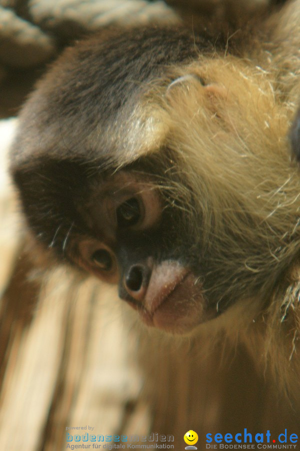 Zoo: Basel, 09.08.2011