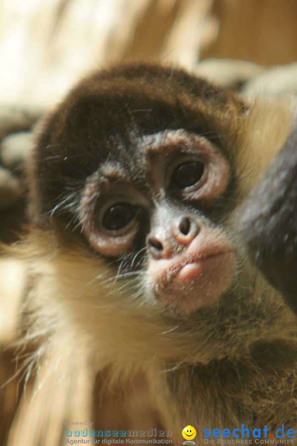 Zoo: Basel, 09.08.2011