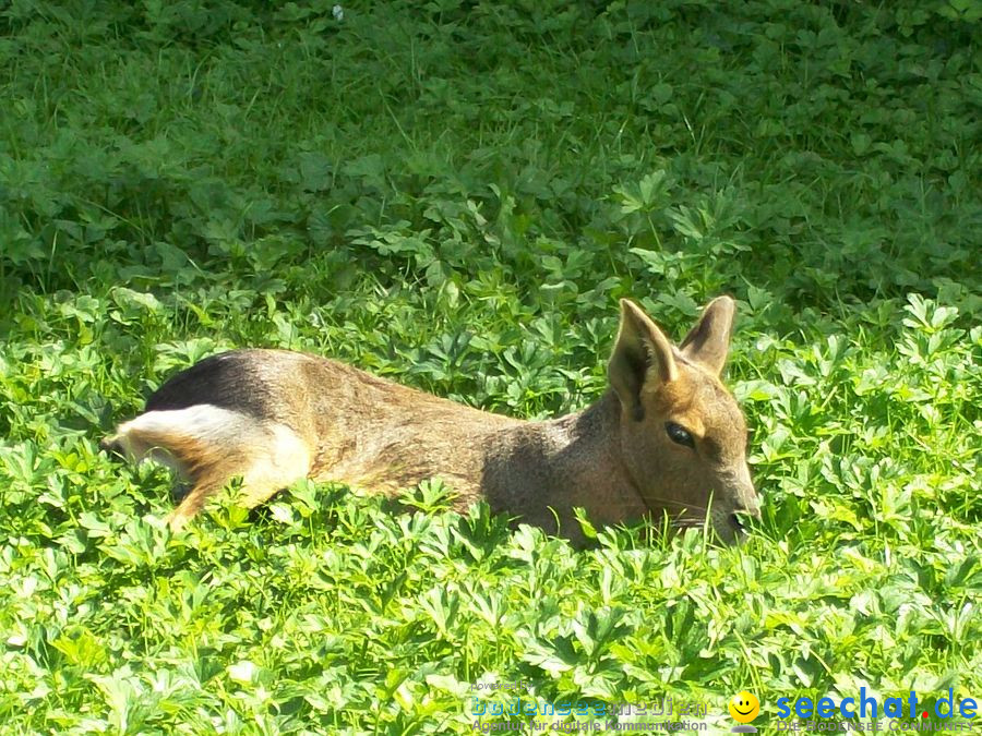 Haustierhof-Reutemuehle-13082011-Bodensee-Community-seechat_de-_106.JPG