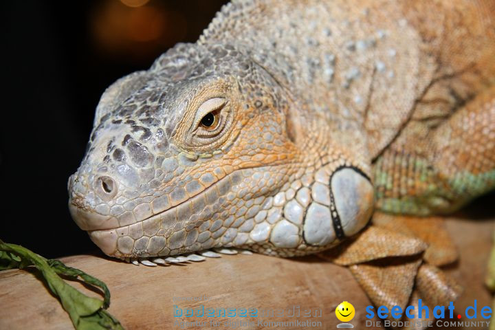 Reptilien-Ausstellung 2008