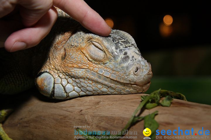 Reptilien-Ausstellung 2008
