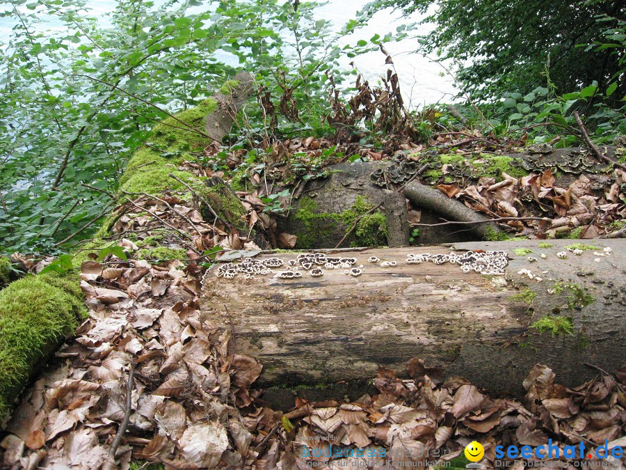 Marienschlucht: Bodman - Wallhausen: Bodensee, 13.08.2011