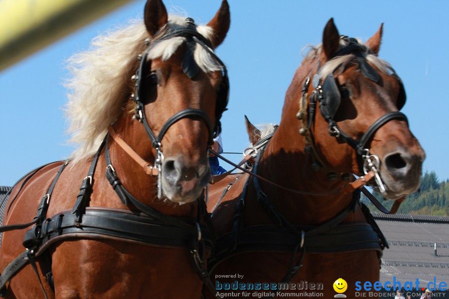 Hengstparade-Marbach-2011-011011-Bodensee-Community-SEECHAT_DE-IMG_1125.JPG