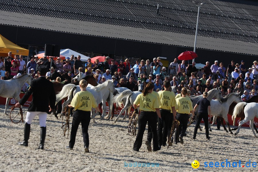 Hengstparade-Marbach-2011-011011-Bodensee-Community-SEECHAT_DE-IMG_1937.JPG