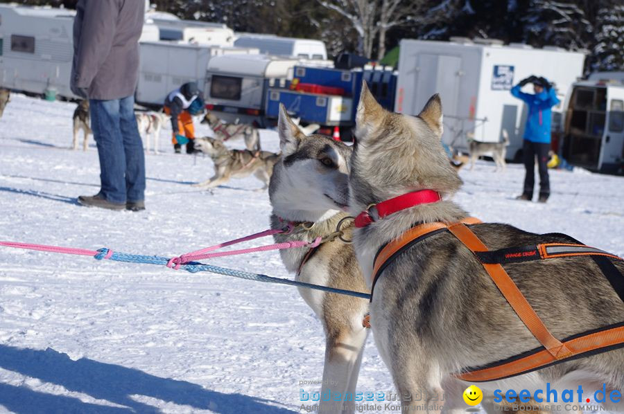 Schlittenhunderennen 2012: Bernau im Schwarzwald, 04.02.2012