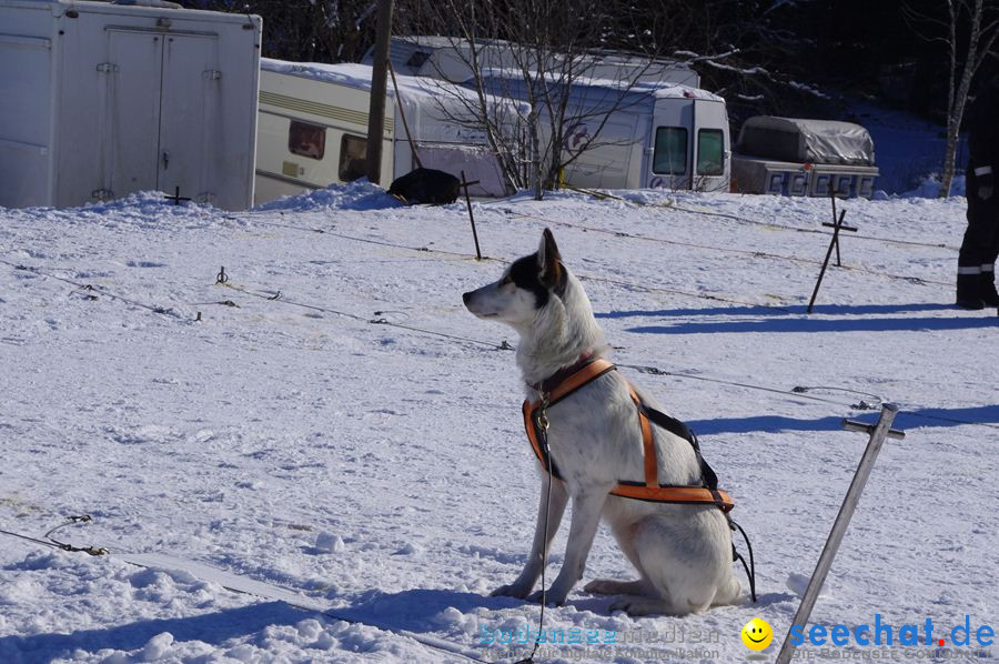 Schlittenhunderennen 2012: Bernau im Schwarzwald, 04.02.2012