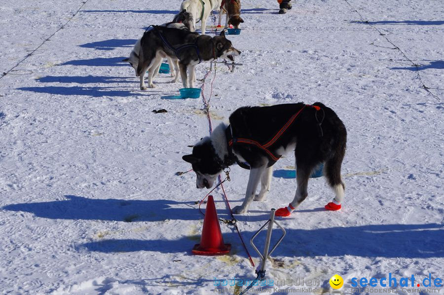 Schlittenhunderennen 2012: Bernau im Schwarzwald, 04.02.2012