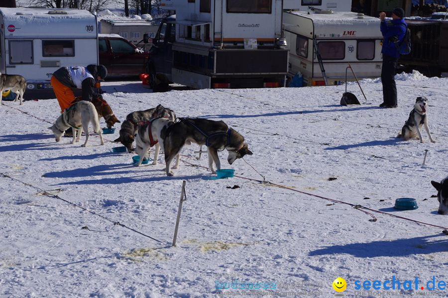 Schlittenhunderennen 2012: Bernau im Schwarzwald, 04.02.2012