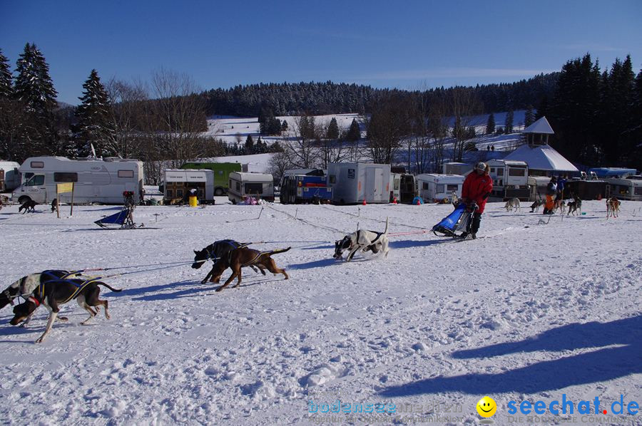 Schlittenhunderennen 2012: Bernau im Schwarzwald, 04.02.2012
