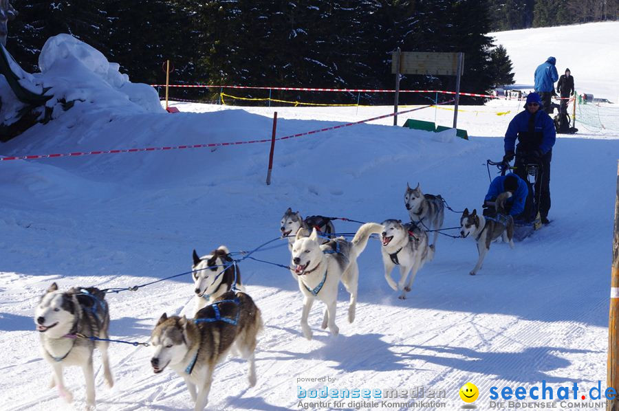 Schlittenhunderennen 2012: Bernau im Schwarzwald, 04.02.2012