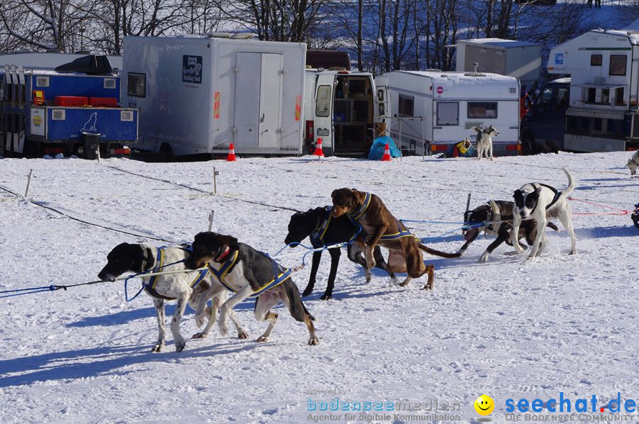 Schlittenhunderennen 2012: Bernau im Schwarzwald, 04.02.2012