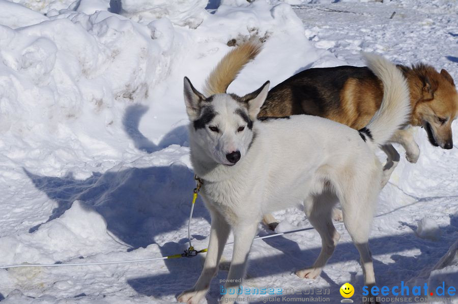 Schlittenhunderennen 2012: Bernau im Schwarzwald, 04.02.2012