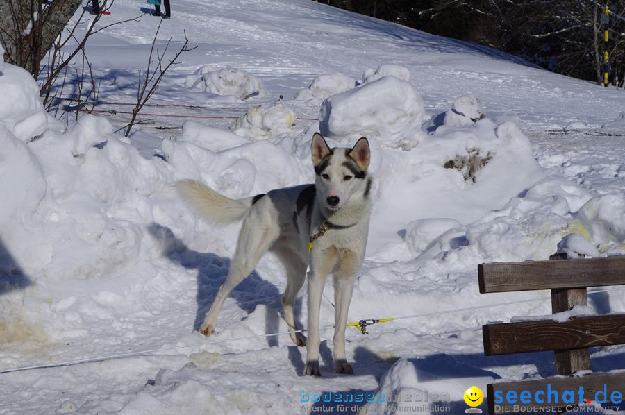 Schlittenhunderennen 2012: Bernau im Schwarzwald, 04.02.2012