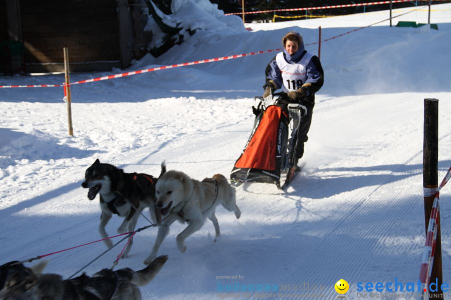 Schlittenhunderennen 2012: Bernau im Schwarzwald, 04.02.2012