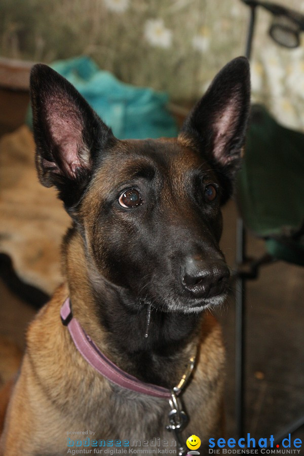 Hundemesse - Mein Hund 2012: Oberschwabenhalle: Ravensburg, 26.02.2012