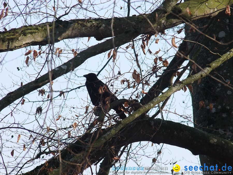 Insel-Mainau-23-03-2012-Bodensee-Community-SEECHAT_DE-_101.JPG