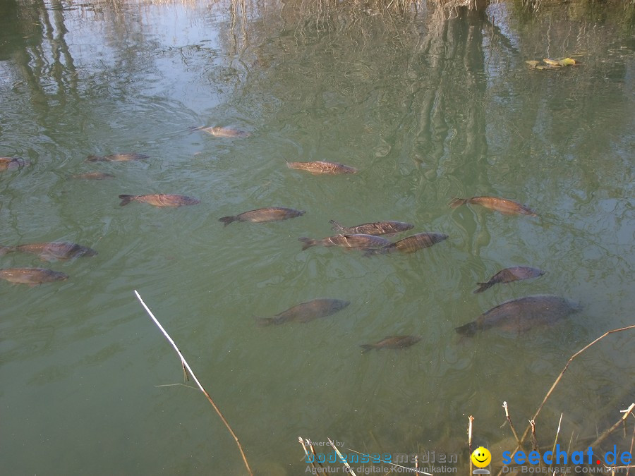 Insel-Mainau-23-03-2012-Bodensee-Community-SEECHAT_DE-_81.JPG
