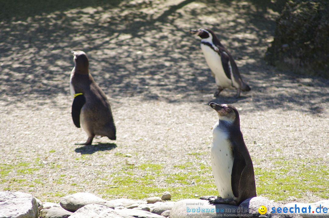 Zoo-Z_rich-26042012-Bodensee-Community-Seechat-de2.jpg