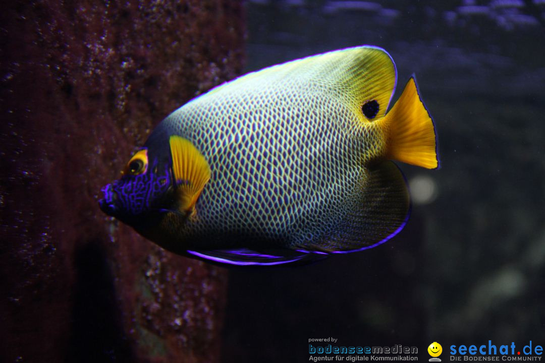 Zoo-Zuerich-26042012-Bodensee-Community_SEECHAT_DE-_08.jpg