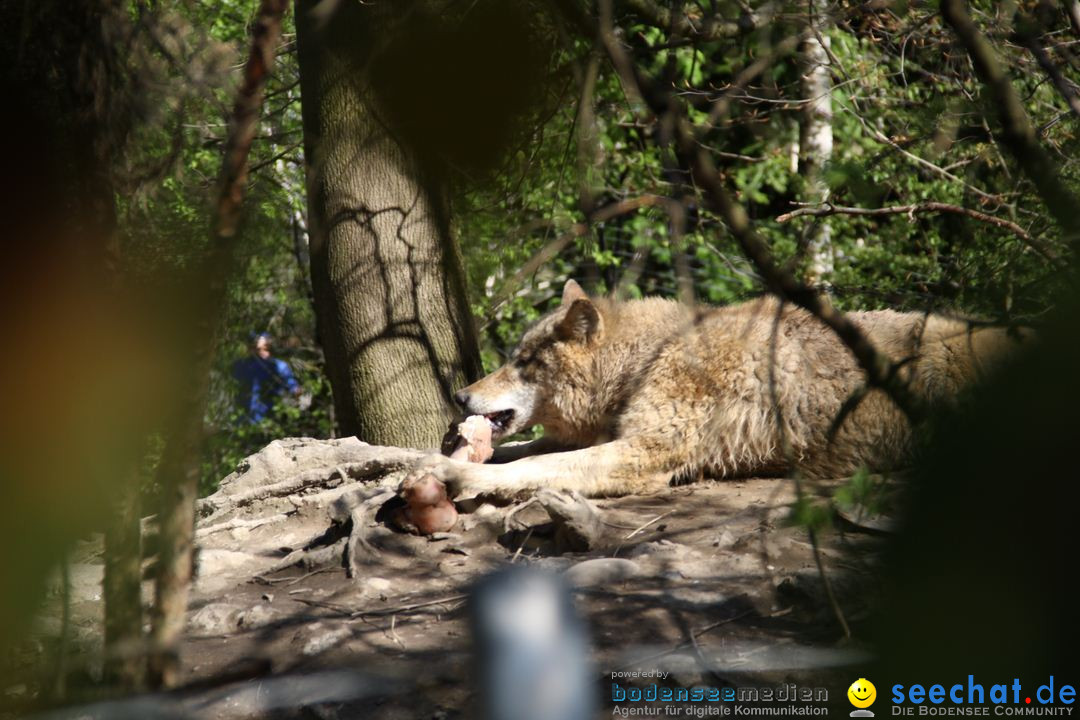 Zoo-Zuerich-26042012-Bodensee-Community_SEECHAT_DE-_101.jpg