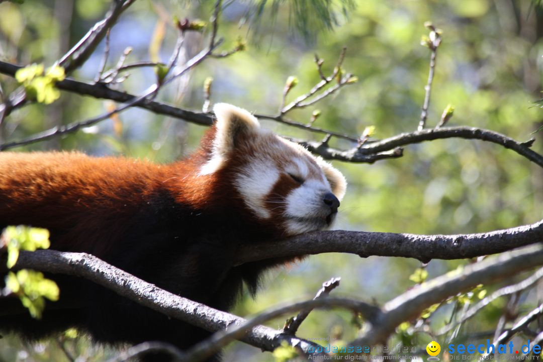 Zoo-Zuerich-26042012-Bodensee-Community_SEECHAT_DE-_108.jpg